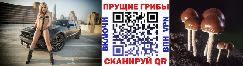 купить наркотик  Асино  Галлюциногенные грибы прущие грибы 